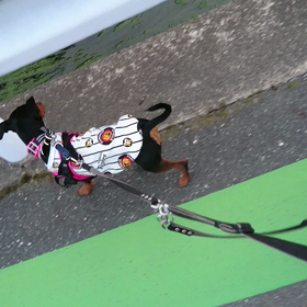 SHIN&NON成長記録～お散歩～の画像