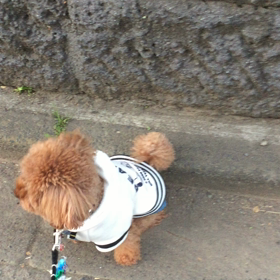 朝ンポ〜〜さえずりにビクビクの画像