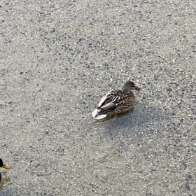 カモ〜ン∧( 'Θ' )∧の画像