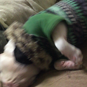 慣れましたがの画像