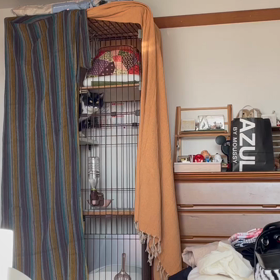 クロちゃん♀が少し外を見る様に。で、トラちゃん♀にガン飛ばされたの画像