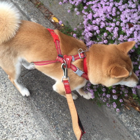 Love  Shibainuの画像