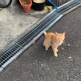 雨音からの画像