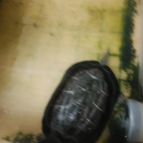 トリレバー（ペット）ヾ(o´∀｀o)ﾉの画像