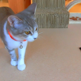 猫カフェムービーNo.77、78  バロンの画像