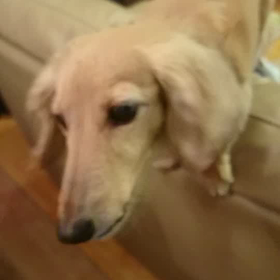 キャベツの画像