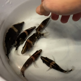 ★ダトニオ！★の画像