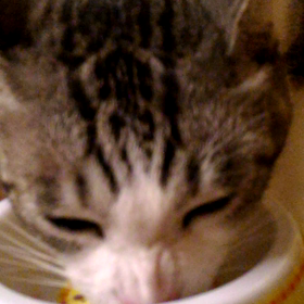 食道が痛いのは？の画像