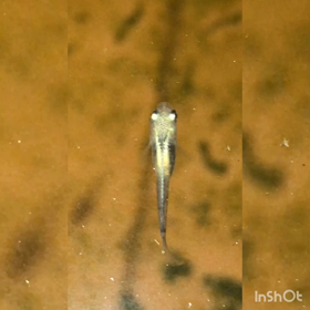 全身体内光のダルマの画像