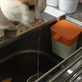 上手に飲めましたの画像