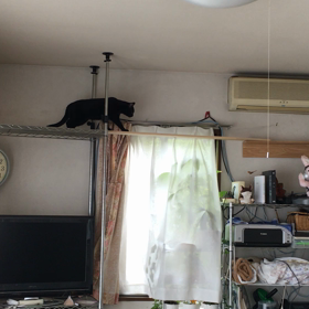 キャットウォーク 夢はリビング一周の画像