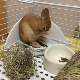 癒される時間の画像