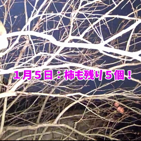 すぎぴたんの事件簿シーズン3　145話（レストラン柿、閉店までの記録）の画像