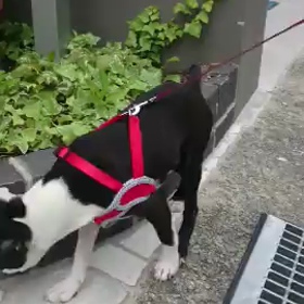 男アドゥル♂の画像