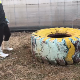 タイヤフリップの練習する仲川さんの画像