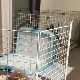 はるの得意技‼️3次元遊びの画像