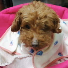 慣れの問題。の画像