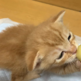 けんちゃん＆プリンちゃん。の画像