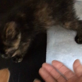 華音さんのおチビさんの画像