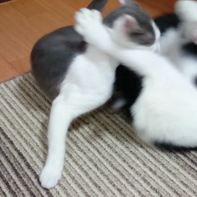 取っ組み合い。の画像