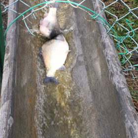 ☆今年ラスト放流です☆の画像