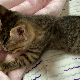 ママが恋しいのかなの画像