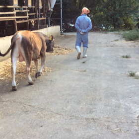 渋々 帰る牛さんの画像