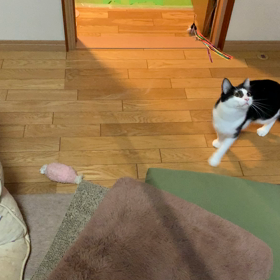 昨夜のじゃらしなお時間の画像