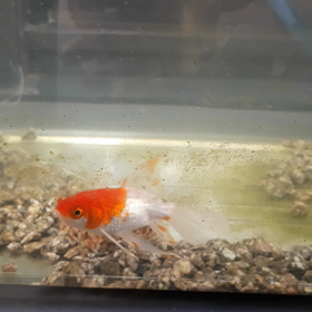 一匹になったコメット(金魚)のその後(動画)の画像