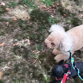 ♪お散歩動画♪代々木公園♪の画像