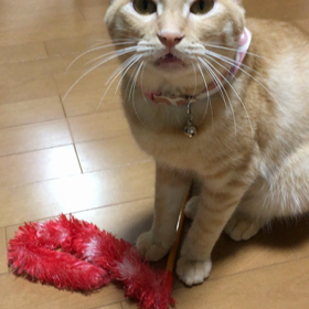 本日のおもちゃの画像