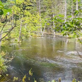 上高地へ③１日目　動画　遊歩道の画像
