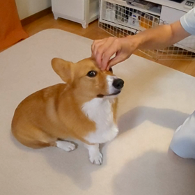 鼻パクっの画像