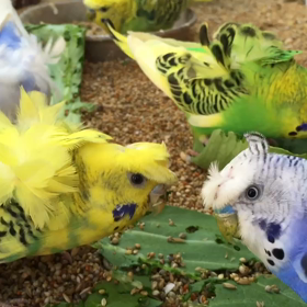 羽衣セキセイインコの画像