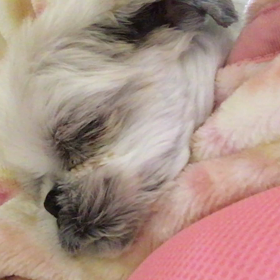 ぶぶぶぶぶぅ♪の画像