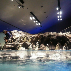 ぺんぎんさん＠勢揃いの画像