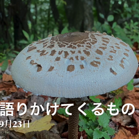 感動が大きすぎると言葉が出てこない…の画像