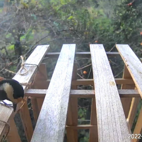 すぎぴたんの事件簿シーズン3　61話（ヤマガラが遊んでくれます）の画像