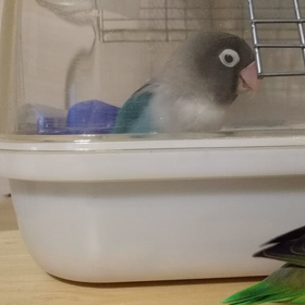 出ておいでよの画像