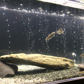 渓流魚水槽14の画像