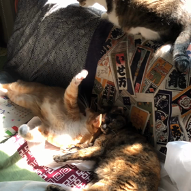 3匹のそれぞれ。の画像