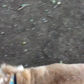 ♪お散歩動画♪代々木公園♪の画像