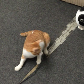 年の近い3匹の子猫たちの画像