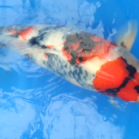 二歳   野池あがりの画像