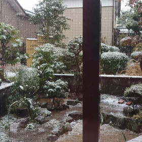 雪、降り始めたよの画像