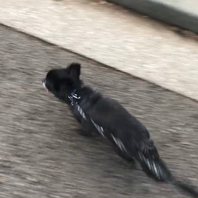 ♪お散歩動画♪代々木公園♪の画像