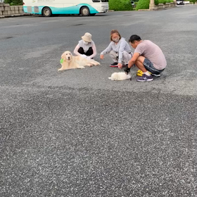 絵画館前のワンチャン達の画像