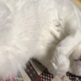 おねだりの流れの画像