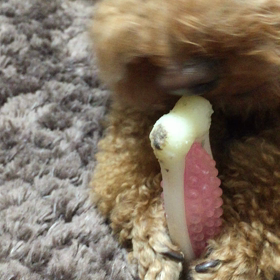 今日は愛犬の日の画像