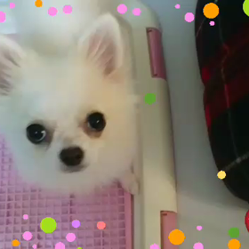 おじゃまっこ。。の画像